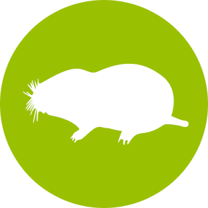 unwanted-guests-moles